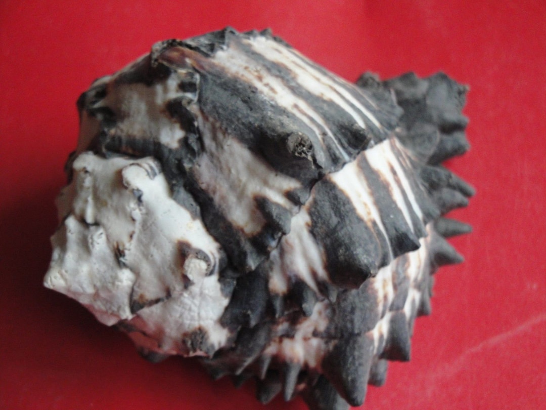 Sea Shell Seashells 5