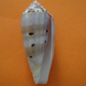 Sea Shell Conus Circumcisus Born Shell 2.7&quot;