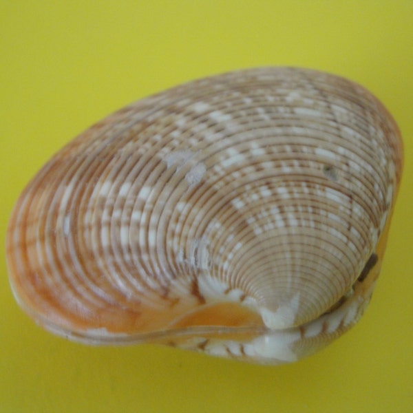 Sea Shells Seashell 2.6" Calista Erycina Clam Shell