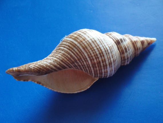 Center Cut Murex Virgineus 2 seashells Center Cut Murex Virgineus 2 seashells
