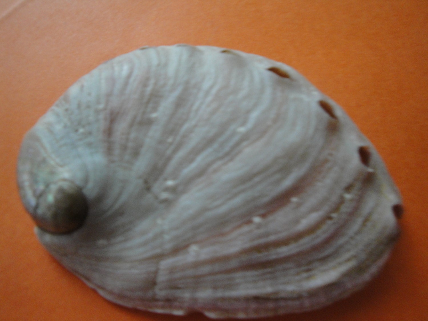 Sea Shell Seashells 3 Red Abalone Shell - Etsy