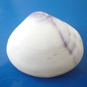 Sea Shells Seashell 3&quot; Polished Purple Pair Clam Shell