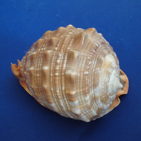 Muscheln Cassis Rufa 134mm große Cassis Rufa Shell