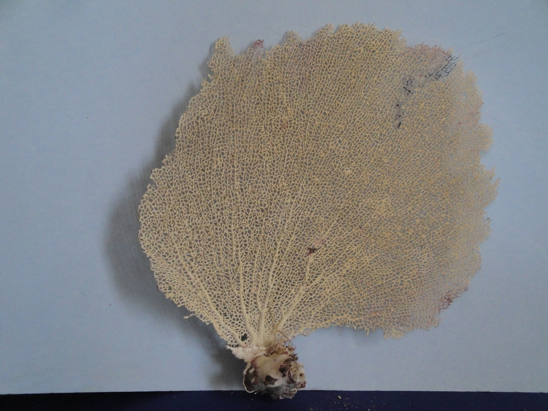 Fan Sea Shells 12