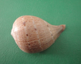 Sea Shell Seashells 2.5" Ficus Subintermedia Shell