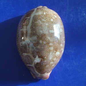 Sea Shell Seashells 2.6 Cypraea Mappa Shell image 1