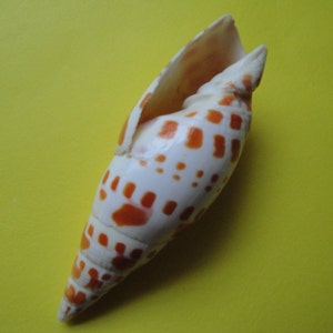 Sea Shell schelpen 3.6&quot; Mitra Mitra Shell