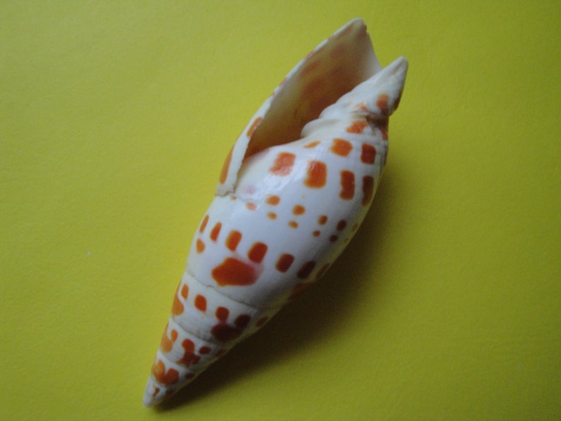Sea Shell Seashells 3.6 Mitra Mitra Shell image 1