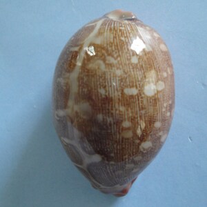 Sea Shell Seashells 2.6 Cypraea Mappa Shell image 3