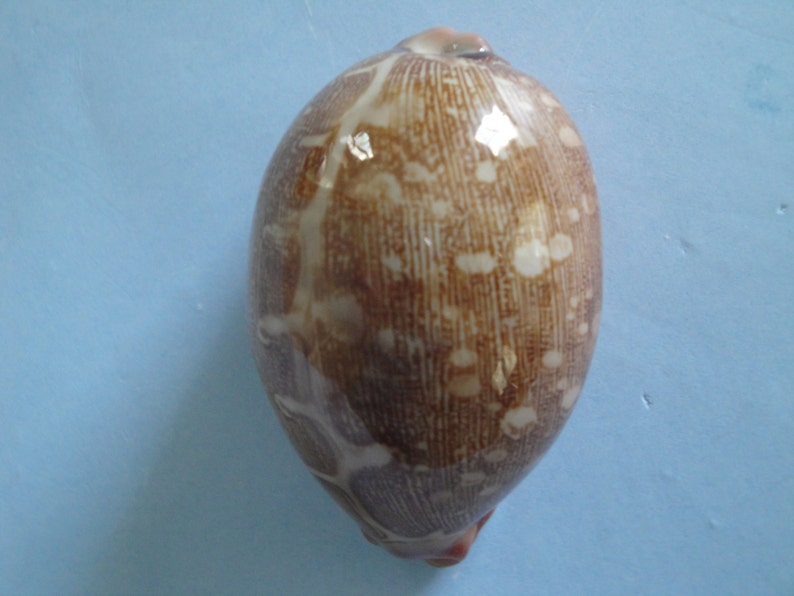 Sea Shell Seashells 2.6 Cypraea Mappa Shell image 3