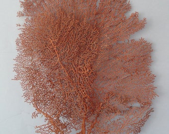 Pacifigorgia Red  Color  Large Sea Fan 13" x 20" Seashells Reef Coral