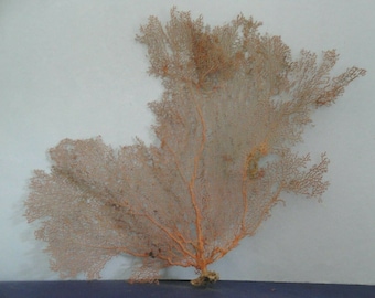 Pacifigorgia Red  Color  Large Sea Fan 20.4" x 15.5" Seashells Reef Coral