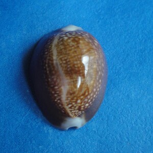 Sea Shell Cypraea Caputdraconis spanner 28.4mm Oost-eiland Intertidal