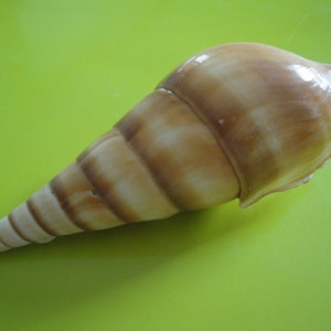 Sea Shell schelpen 4.6" Tibia Curta Shell