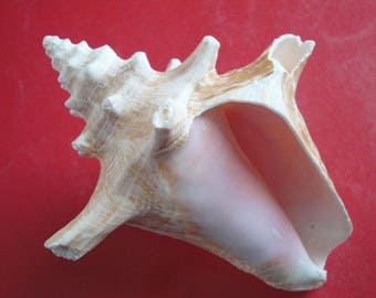 5.2" Sea Shell Seashell Pink Roller Shell