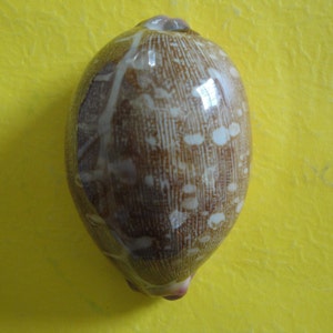Sea Shell Seashells 2.6 Cypraea Mappa Shell image 4