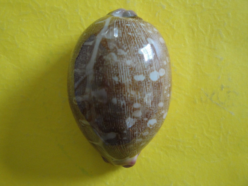 Sea Shell Seashells 2.6 Cypraea Mappa Shell image 4