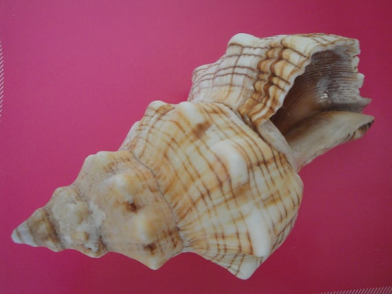 Center Cut Murex Virgineus 2 seashells Center Cut Murex Virgineus 2 seashells