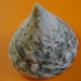 see more listings in the Sea shells section