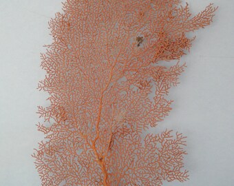 8.4" x 15.2" Pacifigorgia Red  Sea Fan Seashells Reef Coral