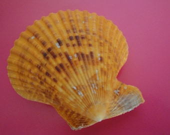 Sea Shell Seashells 3.5" Pecten Nobilis Pair Shell Orange Color