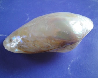 Sea Shell Seashells 4.2" Polished Macabebe Shell