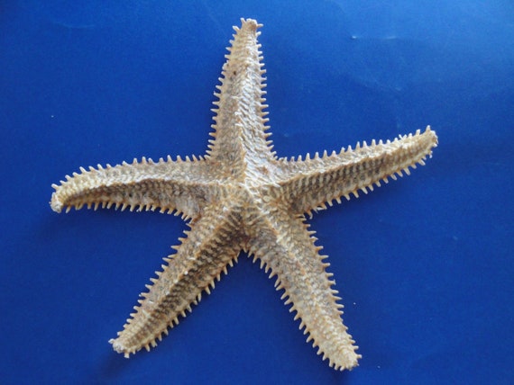 1 UNDER 5/" REAL JUNGLE STARFISH STAR FISH SEASHELLS