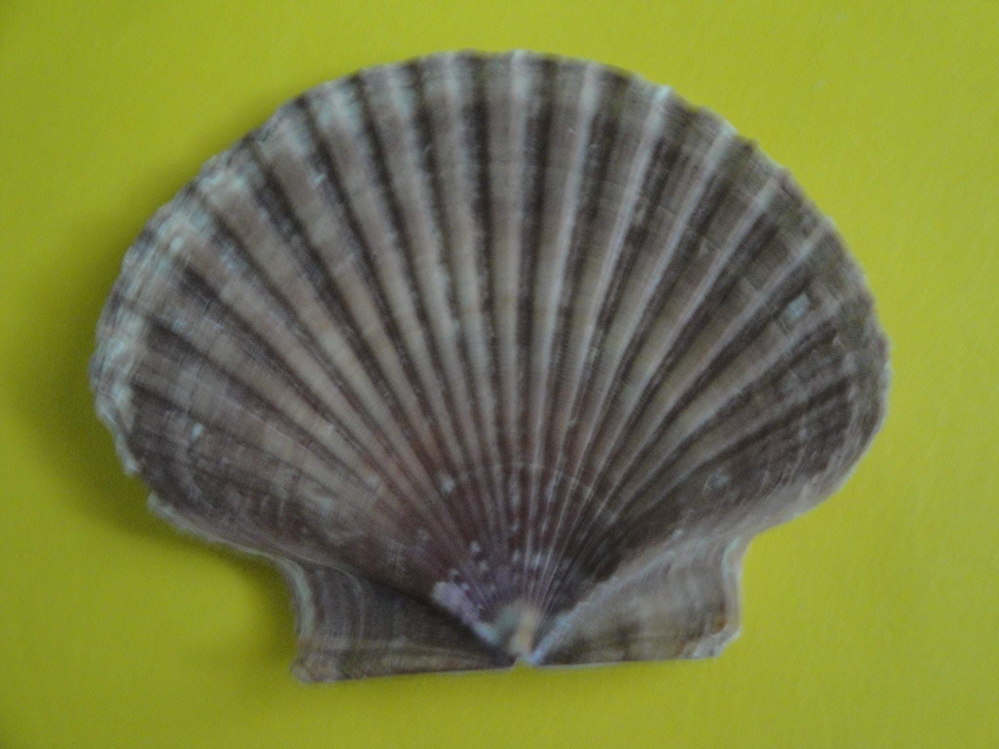 Sea Shell Seashells 3 Mexican Flat Shell - Etsy