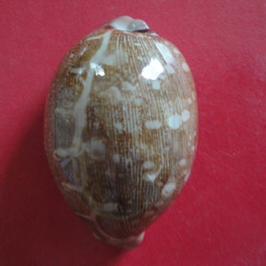 Sea Shell Seashells 2.6 Cypraea Mappa Shell image 5