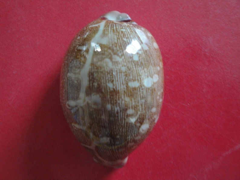 Sea Shell Seashells 2.6 Cypraea Mappa Shell image 5