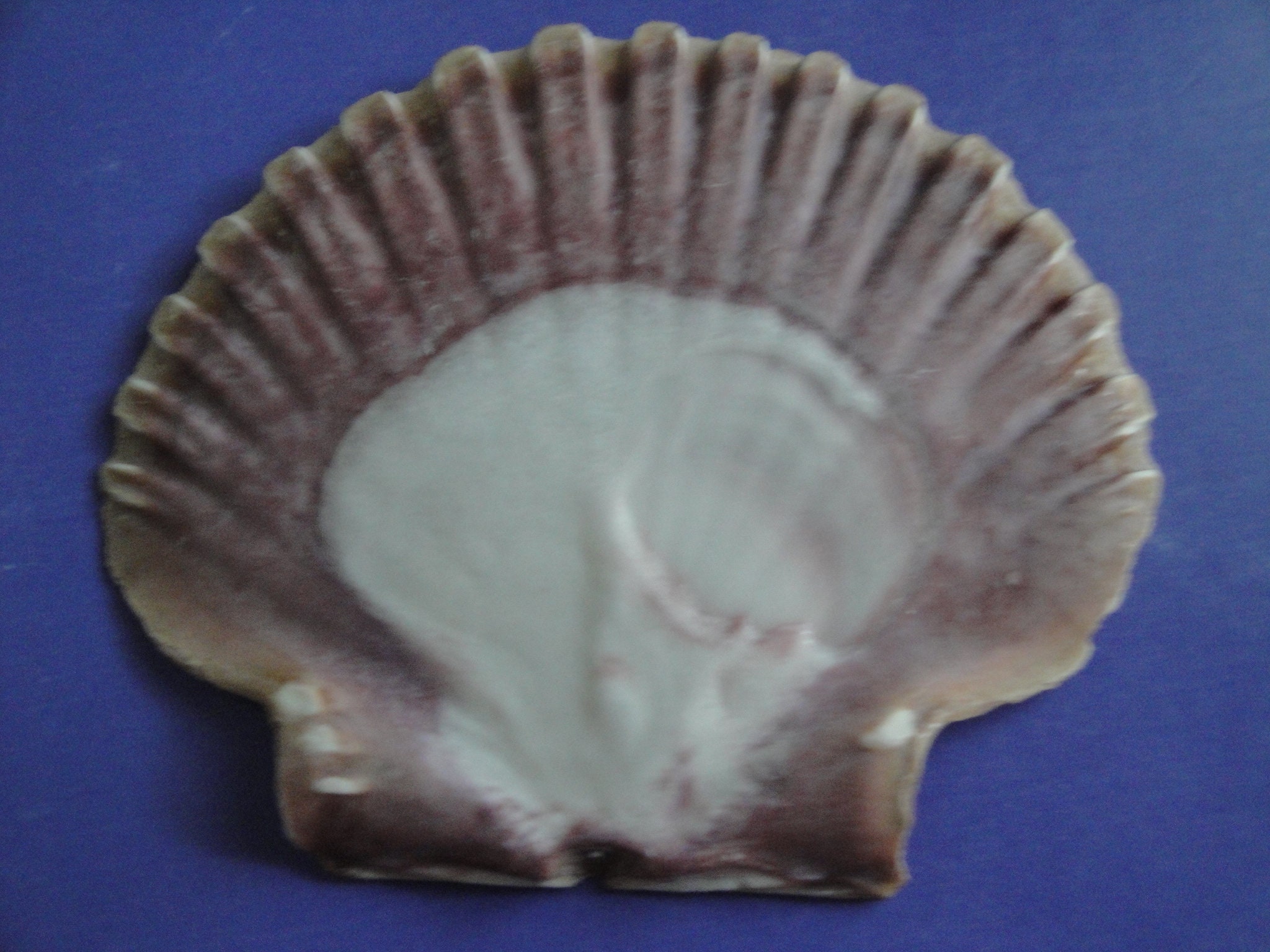 Sea Shell Seashells 3 Mexican Flat Shell - Etsy