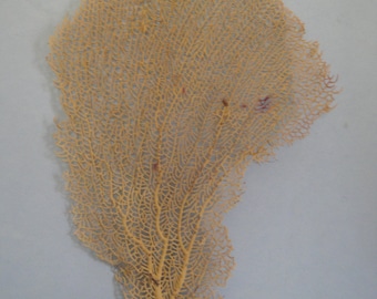 7.6" x 11" Bahama Pink Sea Fan Fish Tank Seashells Reef Coral