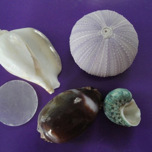 May include: A collection of seashells, including a white seashell, a brown and white seashell, a green seashell, a purple sea urchin, and a clear, round, flat seashell.
