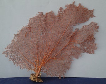 15.2" x 13.9" Large Natural Red Color Sea Fan Seashells Reef Coral