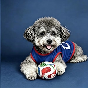 Puede incluir: Un perro gris y blanco con una camiseta azul con el n&uacute;mero 10 blanco y ribetes rojos. Un bal&oacute;n de f&uacute;tbol multicolor est&aacute; delante del perro. El fondo es de color azul liso.