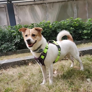 May include: A medium-sized dog with white and tan fur stands on grass, wearing a purple and neon green harness. The dog has a happy expression. Green bushes and a concrete structure are in the background.