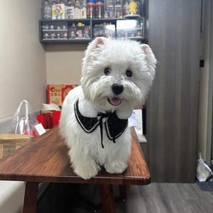 May include: A fluffy white dog wearing a black and white patterned collar stands on a wooden table. The dog has a happy expression with its mouth open. The background includes a shelf with figurines.