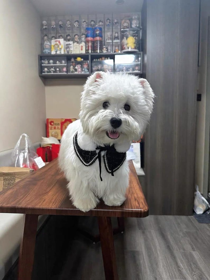May include: A fluffy white dog wearing a black and white patterned collar stands on a wooden table. The dog has a happy expression with its mouth open. The background includes a shelf with figurines.
