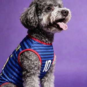 Puede incluir: Un caniche gris que lleva una camiseta de perro a rayas azules y marinas con el n&uacute;mero 10 en blanco. La camiseta tiene ribetes rojos y detalles dorados. El perro est&aacute; sobre un fondo morado.
