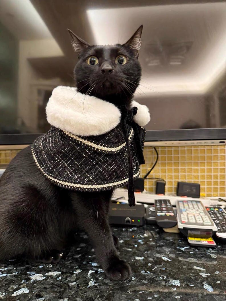 May include: A black cat wearing a black and white tweed cape with a fluffy white collar. The cape is trimmed with a white and gold border and tied with a black ribbon. The cat is looking directly at the camera.