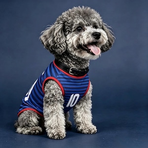 Puede incluir: Un caniche gris con una camiseta a rayas azules y rojas con el n&uacute;mero 10 en blanco. El perro tiene un collar negro y est&aacute; sentado sobre un fondo azul.