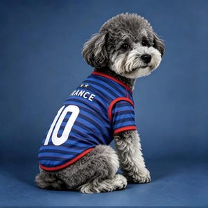 Puede incluir: Un perro gris con una camiseta a rayas azules y rojas con la palabra "FRANCE" y el n&uacute;mero "10" en blanco. El perro est&aacute; sentado sobre un fondo azul.