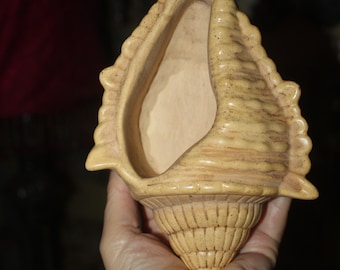 Handmade Seashell Succulent Pot: Unique Decorated Planter