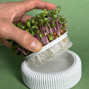 Pode incluir: Uma imagem de perto de um kit de cultivo de microgreens. O kit inclui um vaso redondo cinza claro e canelado e uma bandeja de microgreens vibrantes com caules roxos e folhas verdes. Os microgreens estão sendo segurados acima do vaso.
