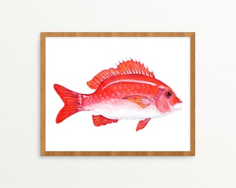 May include: Watercolor painting of a red fish with orange highlights, framed in a light brown wooden frame. The fish is depicted in profile against a white background. The artwork showcases the fish's fins, scales, and eye in detail.