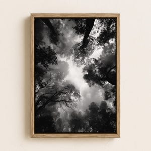 Puede incluir: Impresión artística enmarcada en blanco y negro que muestra una vista desde abajo de árboles altos contra un cielo nublado. La fotografía está enmarcada en madera clara, creando un estilo minimalista.
