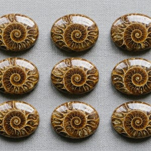 Puede incluir: Nueve fósiles de amonites pulidos de forma ovalada dispuestos en una cuadrícula de tres por tres. Cada fósil presenta un patrón de espiral marrón distintivo con cámaras intrincadas que irradian desde el centro, con una superficie lisa y brillante.