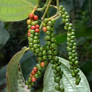 May include: Close-up of green peppercorns on a vine, some turning red. The peppercorns are clustered together in long, hanging strands. Large green leaves are visible in the background, with a blurred, natural setting.