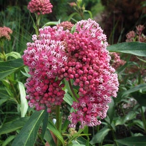 May include: Close-up of a cluster of pink milkweed flowers in full bloom. The flowers are a vibrant pink with small white accents, and are surrounded by green leaves. The image captures the beauty of nature.