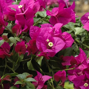 Set 2 Elizabeth Angus Bougainvillea Starter Plants - 4-10&quot; Tall - Hardy Bougainvillea Vibrant Flower Vine - Minimal-Care Landscape Plant